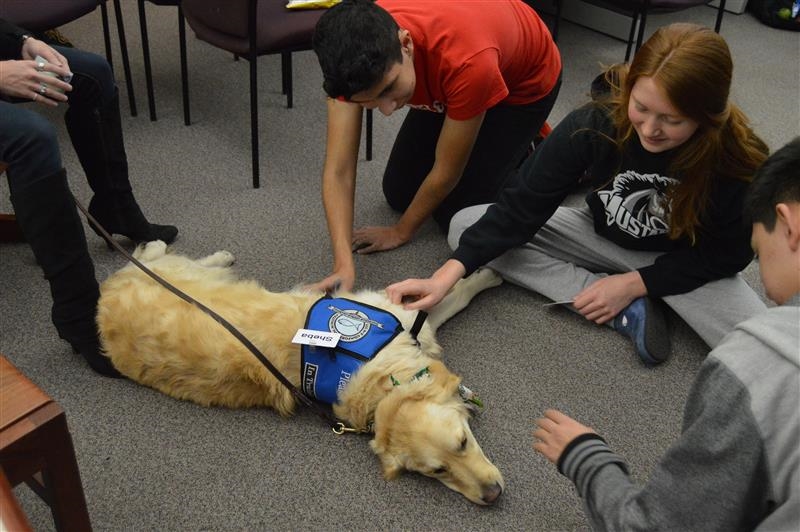 therapy dog